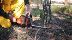 Best Tree Disease Treatment  in Moundridge, KS