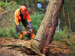 Best Tree Removal  in Moundridge, KS