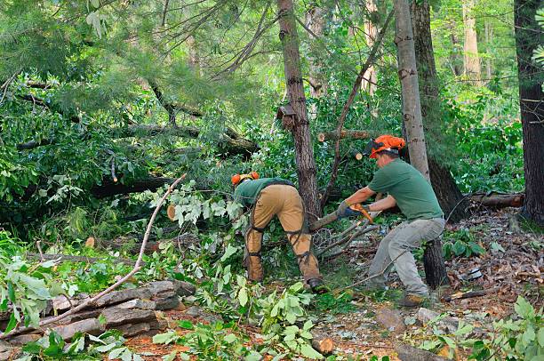 Best Tree Preservation Services  in Moundridge, KS